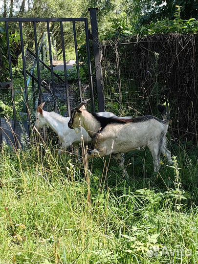 Козлики 6 месяцев, Услуги козла