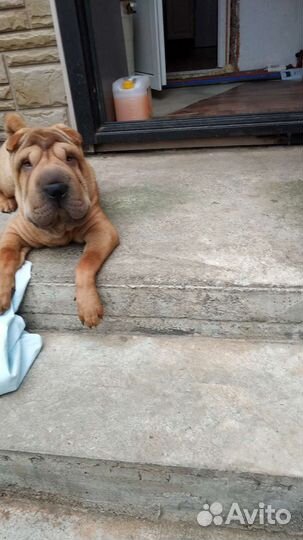 Щенки шарпей