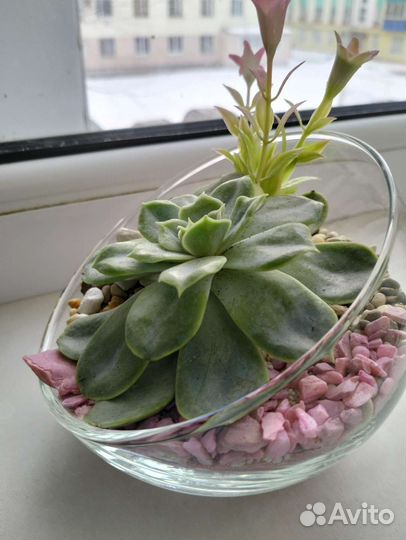 Цветы в подарок