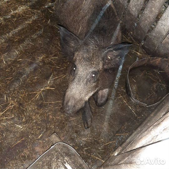 Дикий кабан