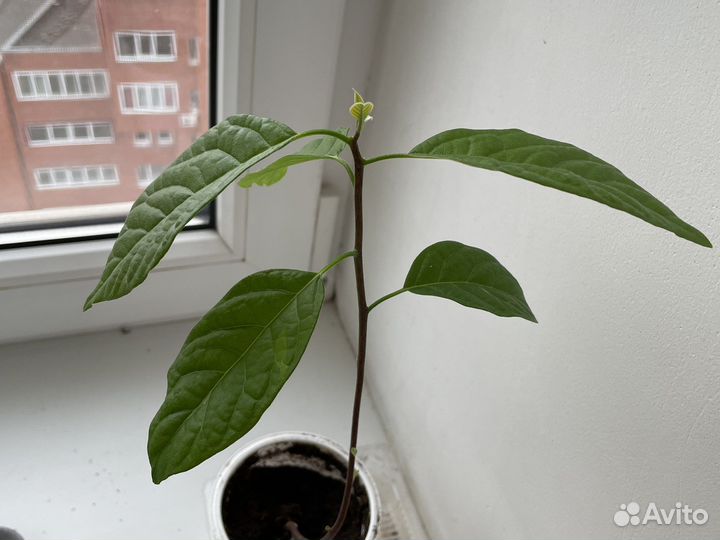 Авокадо растение