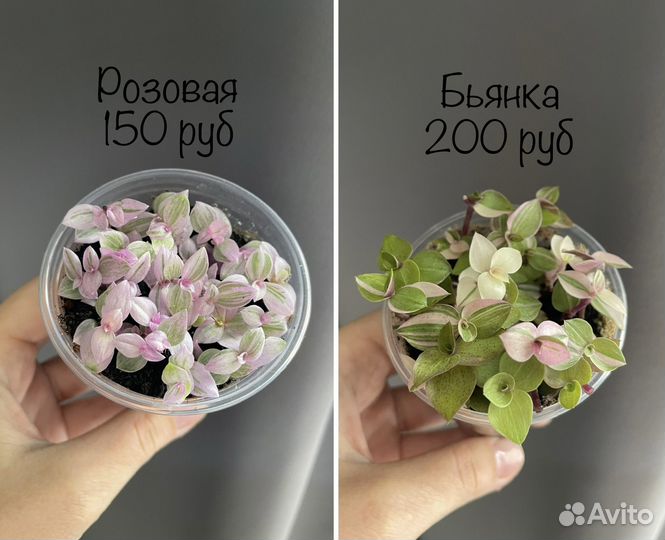 Каллизия