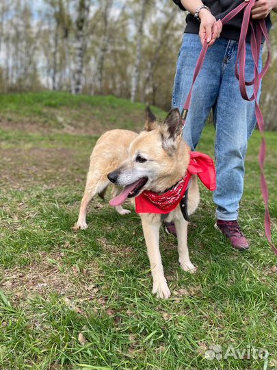 Собака из приюта. Старушка Сара