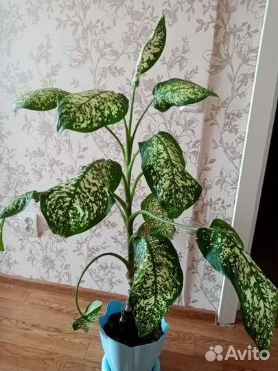 Диффенбахия 110 см