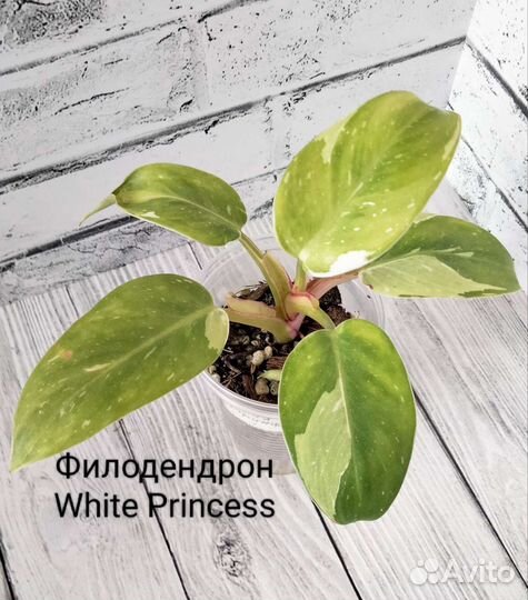 Филодендрон White Princess,Принц Оранж, и т.д