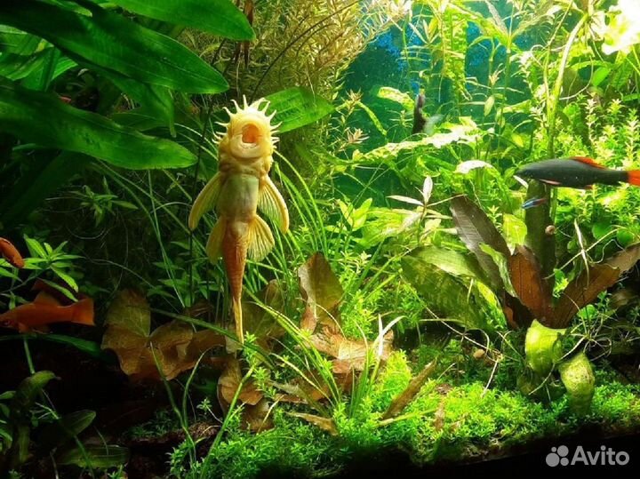Аквариумные растения