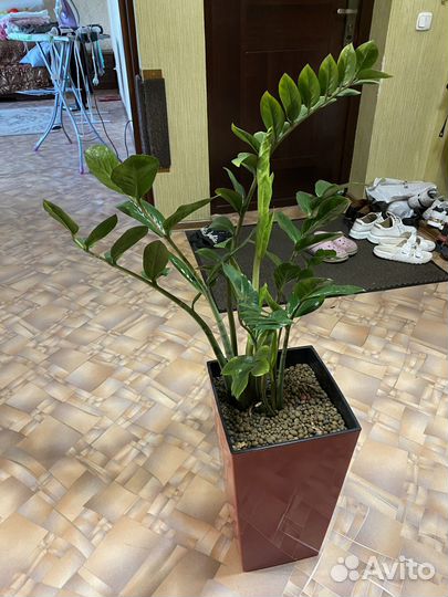 Замиокулькас