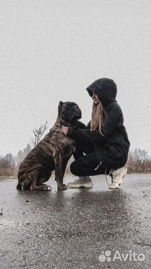 Выгул собак/догситтер/выгульщик собак