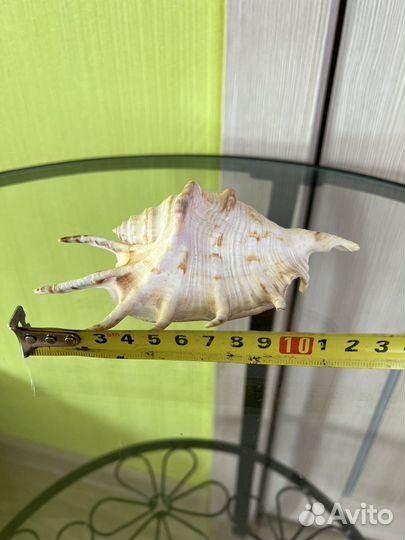 Ракушки раковины