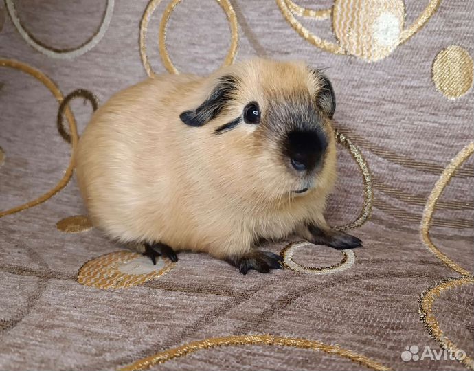 Морские свинки