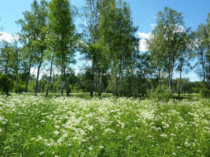 Участок 6,5 га (СНТ, ДНП)