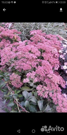 Растение доя сада