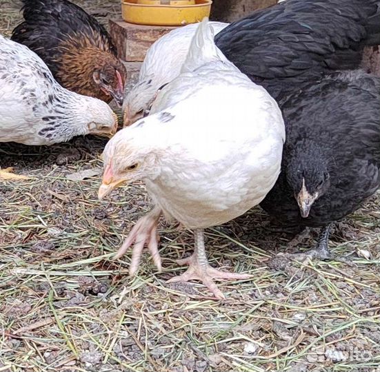 Куры молодки