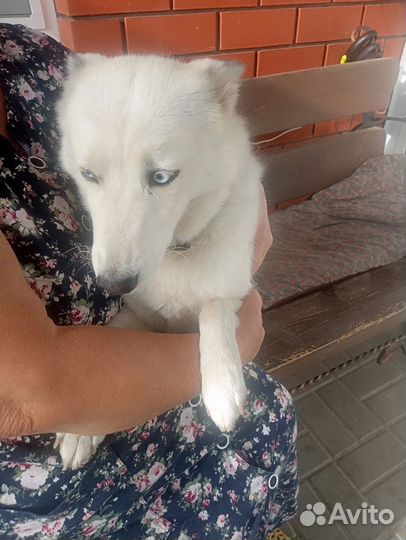 Малому девочка