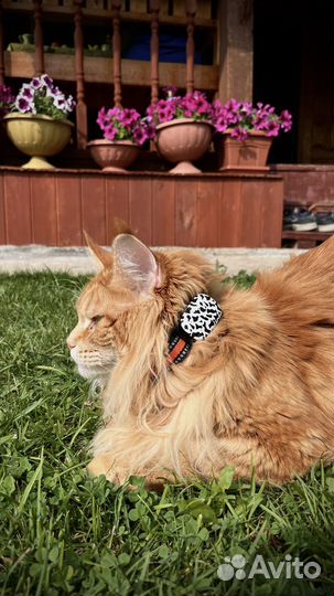 Gps трекер для животных с приложением