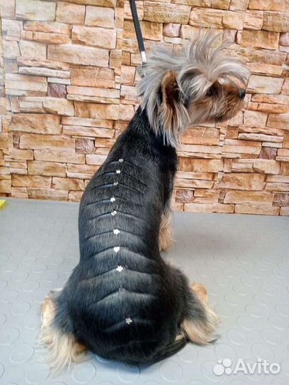 Груминг собак кошек