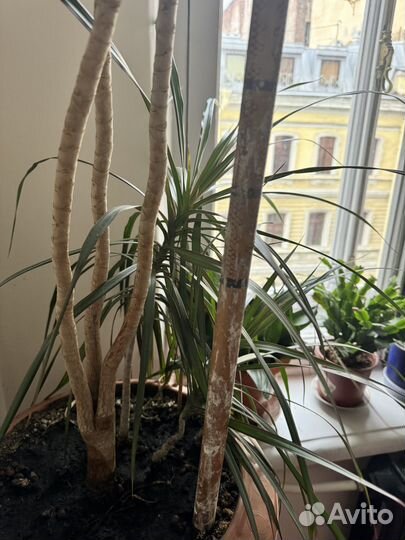Пальма Драцена Высокая больше 2 м