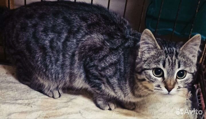 Кошка в дар бесплатно