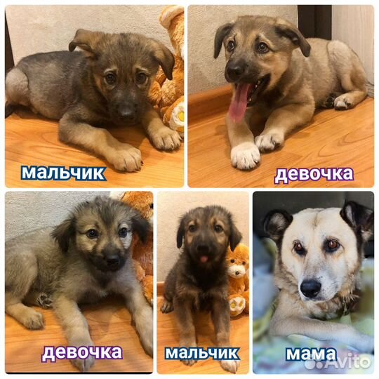 Собака в добрые руки щенок