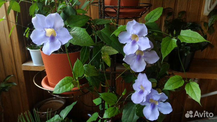 Красивоцветущие 1