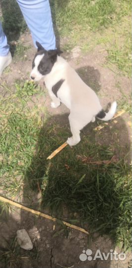 Двортерьер