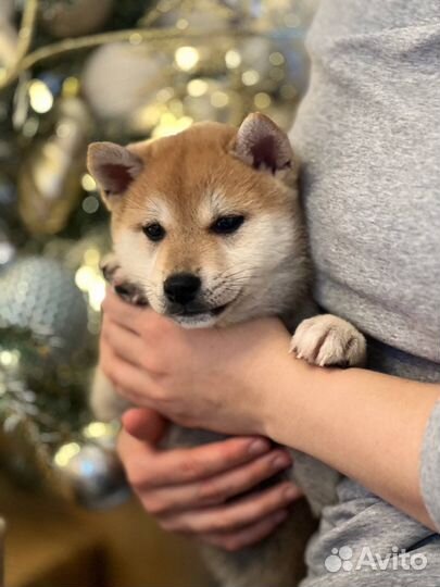 Щенок сиба ину кобель