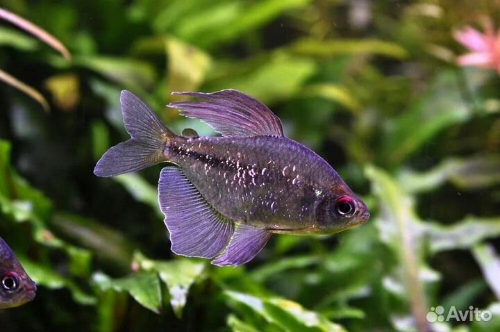 Аквариумные рыбки