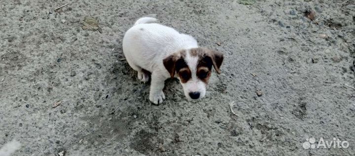 Щенки джек рассел терьер