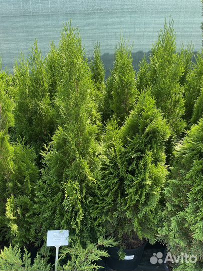 Туя западная смарагд 1-1,2м