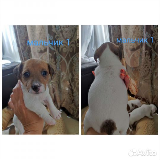 Джек Рассел терьер