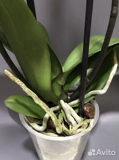 Орхидея фаленопсис