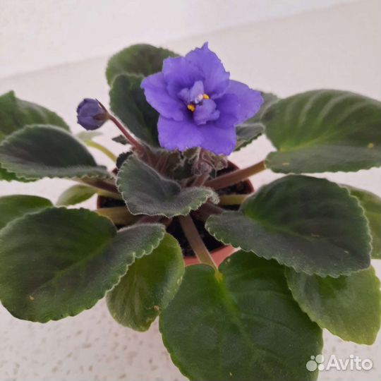 Домашние цветы