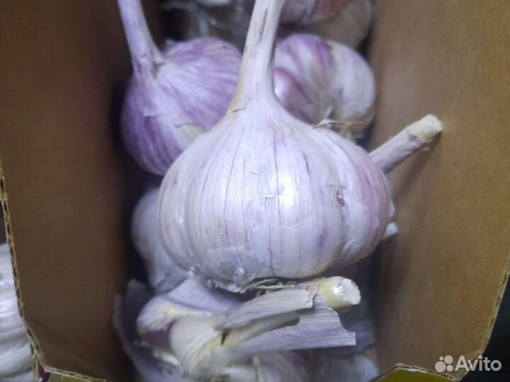 Чеснок озимый