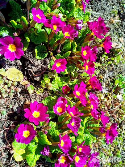 Многолетние цветы и кустарники