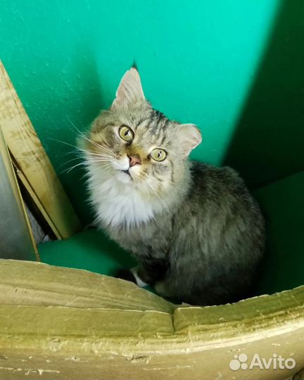 Котик в добрые руки