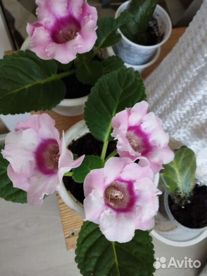 Цветы комнатные