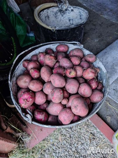 Продам картофель