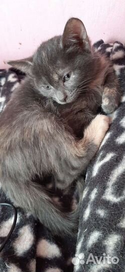 Милые котятки в заботливые руки