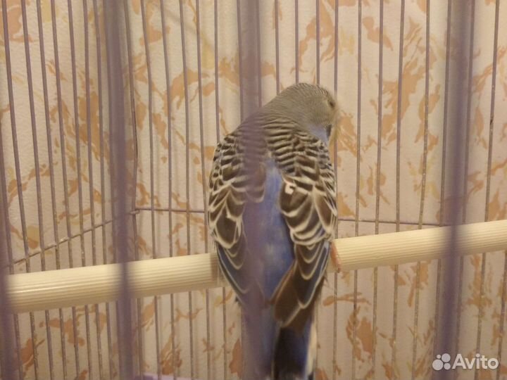 Самец волнистый попугай 1 год для дамы