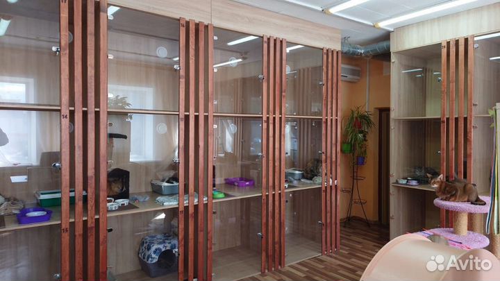 Гостиница для кошек, передержка, котоняня