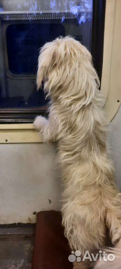 Найдена собака