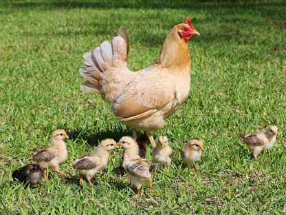 Куры несушки элитных пород–свежие яйца круглый год, Сергиев Посад