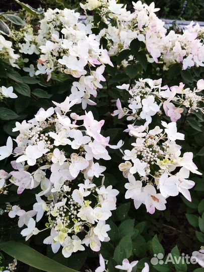 Гортензия метельчатая Тачь оф пинк