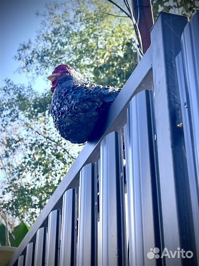 Фигурка курицы