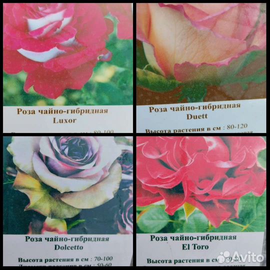 Саженцы роз