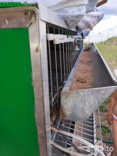 Клетка для перепелов