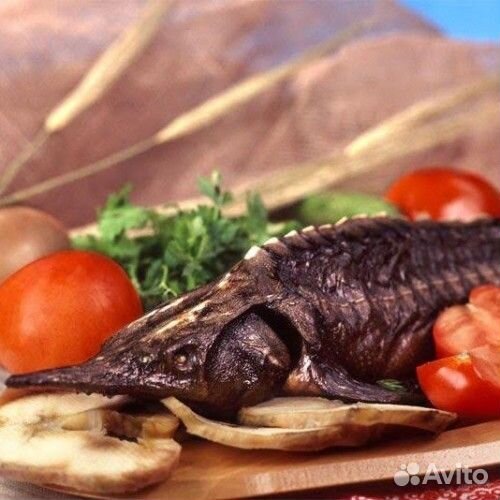 Живая царская рыба оптом