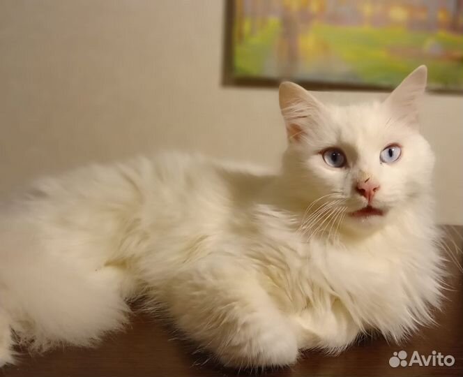 Отдадим в хорошие руки