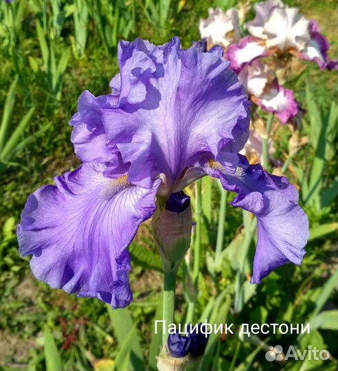 Ирисы бородатые