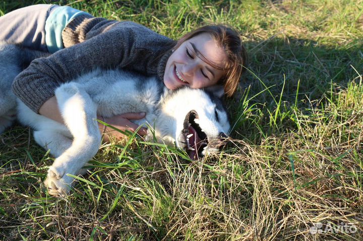 Зооняня, выгул собак, передержка